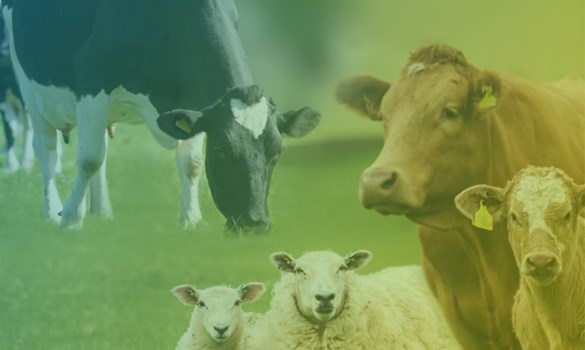 Dairy cows, beef cattle and sheep montage.